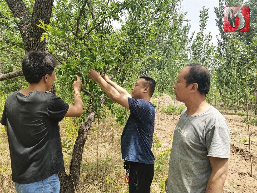 广东省光伏地面，绿色能源的新篇章