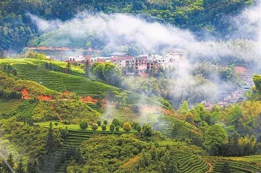 广东省林业乡土专家，守护绿色宝地的乡土智慧