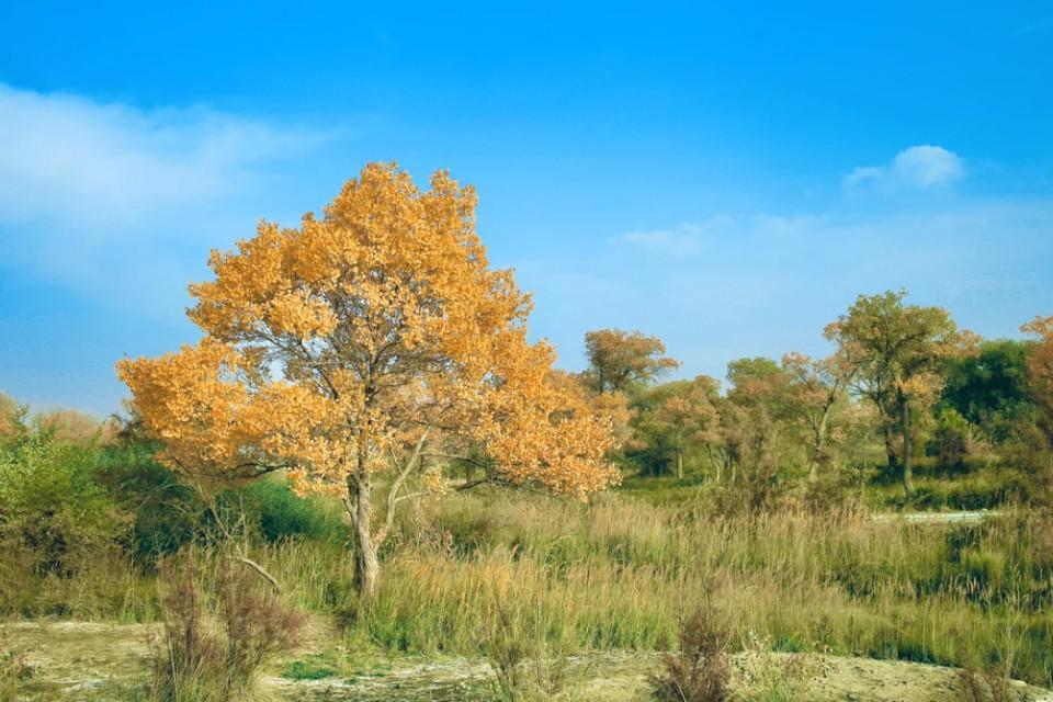 广东金森林实业有限公司，繁荣与活力的源泉