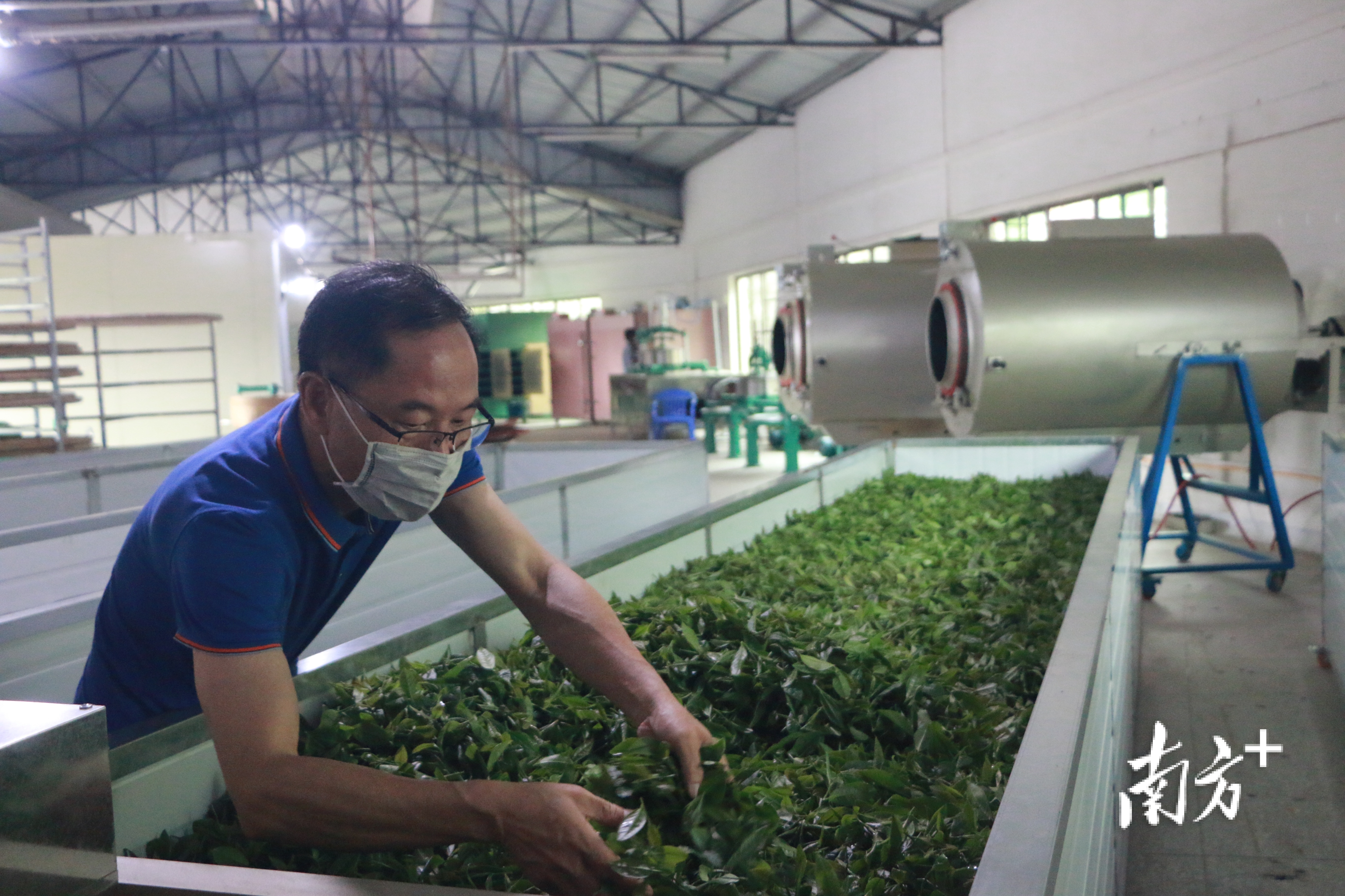 广东省生态茶园建设规范研究