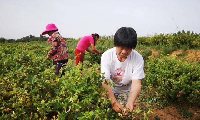 江苏蔚蓝农业科技，引领现代农业科技的新力量