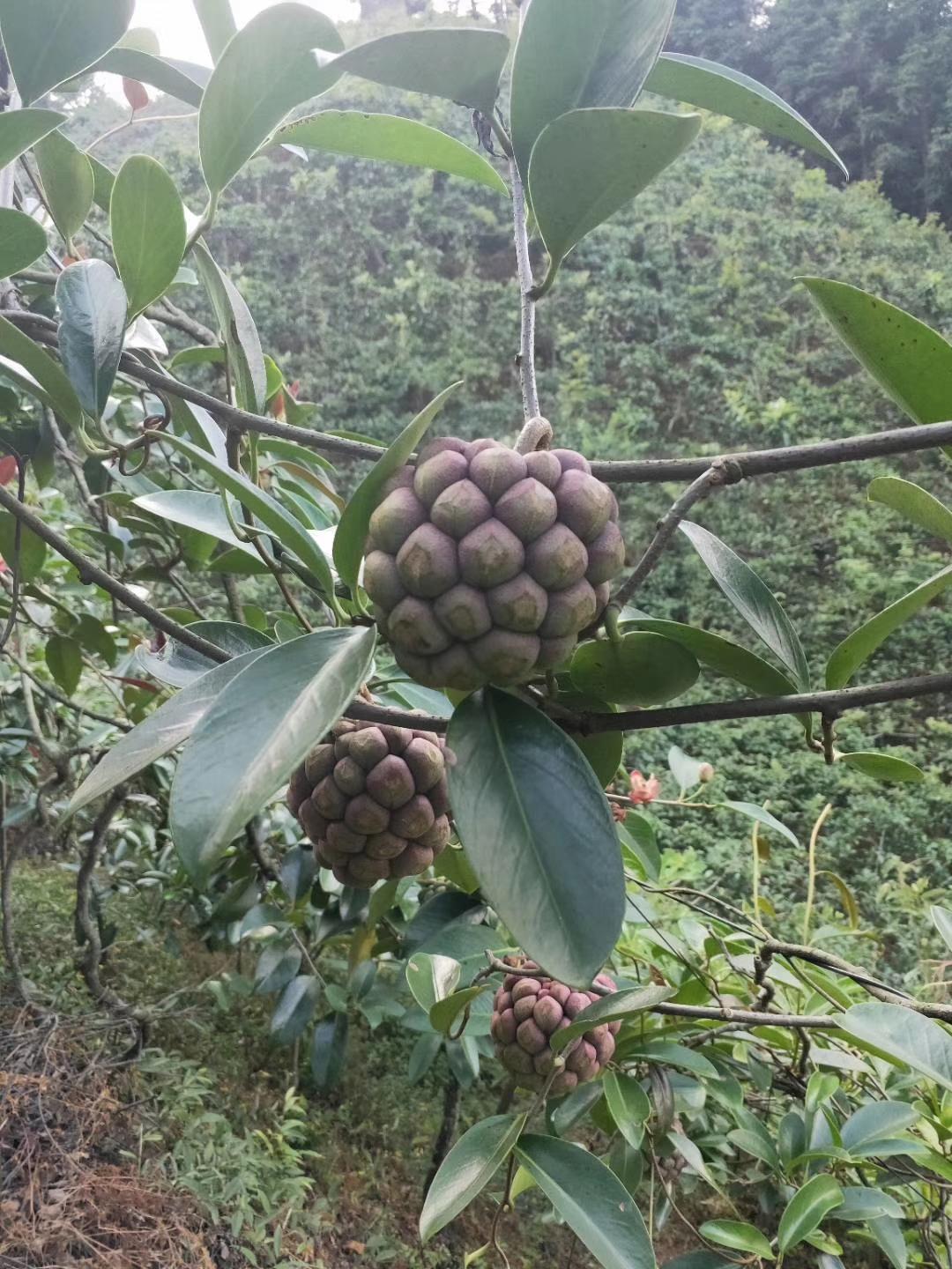 广东水果农业有限公司，引领水果产业的卓越典范