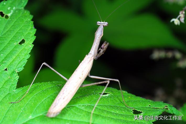 狼青犬的耳朵立起时间与成长过程解析