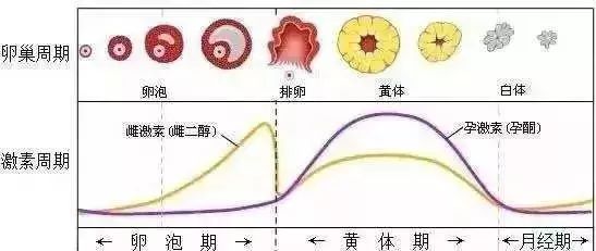 女人一个月排多少卵子，深入了解女性生殖周期